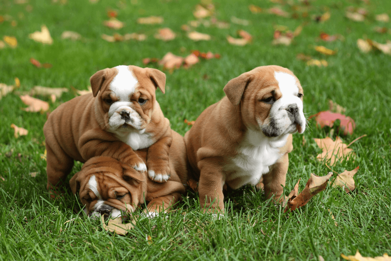 Bulldog puppies